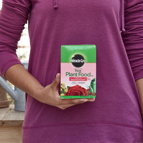 Person wearing a purple top holding a box of Miracle-Gro Rose Plant Food in front of their torso, outdoor setting visible