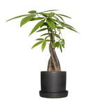 Semi-matte black Bryant ceramic container with saucer used as planter, holding a leafy braided-stem plant on white background.