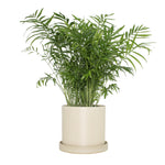 Cream upcycled planter filled with a leafy green houseplant on a white background, showing full product use