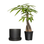 Semi-matte black ceramic pot and saucer placed next to a small braided-stem potted plant on white background.