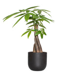 Braided-stem money tree planted in a semi-matte black rounded clay planter, shown against a white background.