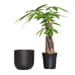 Semi-matte black clay planter displayed beside a braided-stem plant in a black nursery pot, white background.