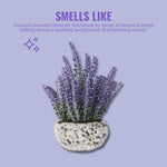 Potted lavender plant on a lavender background with descriptive 'Smells Like' fragrance text above