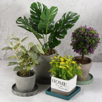 assorted potted plants on different saucers, including a small round gray ceramic saucer under a gray pot