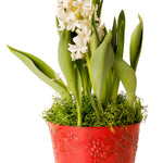 Red decorative pot with white hyacinth and fresh-looking green Spanish moss used as top dressing