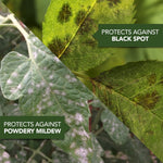 Split close-up of leaves showing powdery mildew and black spot with green labels reading 'Protects against powdery mildew' and 'Protects against black spot'