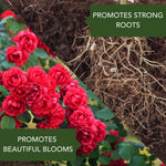 Split infographic showing rose blooms and plant roots with labels 'Promotes beautiful blooms' and 'Promotes strong roots'