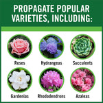 Graphic panel listing popular plant varieties with circular images: roses, hydrangeas, succulents and more