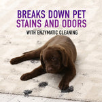 Chocolate lab puppy on a rug with text about breaking down pet stains and odors