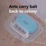Close-up of a clear plastic bait station with several ants crawling on and around it, overlaid text 'Ants carry bait back to colony'.
