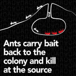 Graphic diagram showing ants carrying bait back to the colony with supporting explanatory text.