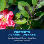 Rose leaves showing black spot disease beside a pink rose blossom and a label stating the product protects against disease