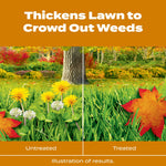 Illustration comparing untreated vs treated lawn with dandelions and a healthier treated side, Scotts branding colors