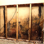 Interior wall studs and drywall removed to reveal heavy black and brown mold growth across the lower wall cavity