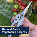 Close hand-held view of pruning shears near a basket of small apples with overlay text ‘Harvest Fruits, Vegetables & Herbs’.