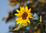 Single yellow sunflower bloom sharply focused against a soft, leafy background with warm light.