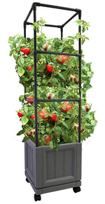 Slate-colored rectangular planter with a black metal trellis supporting tomato plants with red fruit
