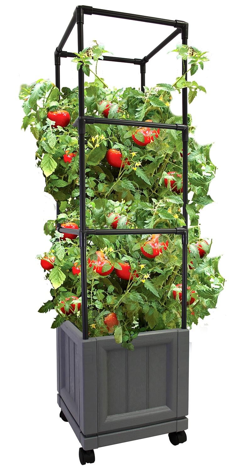 Slate-colored rectangular planter with a black metal trellis supporting tomato plants with red fruit