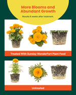 Before-and-after comparison graphic of potted marigolds labeled 'Treated with Sunday WonderFert' and 'Untreated'