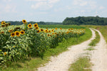 Rural landscape showing a long row of sunflowers beside a gravel country road under a partly cloudy sky.