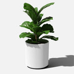 White Sunside by Veradek ripple planter containing a leafy green plant, photographed on a light background with shadow