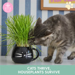 Gray tabby cat sniffing fresh pet grass growing in a glossy black cat-face mug planter on a tabletop with striped wallpaper behind.