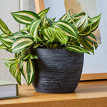 Textured matte black ceramic planter on a wooden surface containing a green variegated houseplant