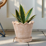 Brown textured wave-rim ceramic planter holding a variegated green plant, styled on a patio floor.