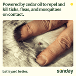 Close-up of a tick embedded in animal fur with headline about cedar oil repelling and killing ticks, fleas, and mosquitoes