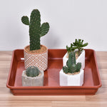 brown square plastic plant tray holding four small potted succulents on a wooden surface