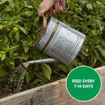 Close-up lifestyle photo of a metal watering can pouring water onto raised-bed tomato plants with 'Feed every 7-14 days' badge