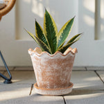 Wave-rim terracotta planter on a saucer holding a variegated green plant, patio setting