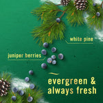 Decorative green background with pine branches and scattered juniper berries and text labeling ‘white pine’ and ‘juniper berries’