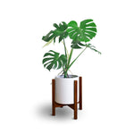 Small white planter seated in an antique mahogany wooden mid-century plant stand on white background