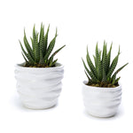 Two white wavy ceramic pots each planted with a spiky succulent, shown on a white background.