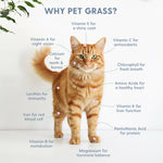 Infographic titled 'Why Pet Grass?' with a standing orange tabby cat and labeled callouts listing vitamins and nutrients around the cat.
