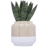 Close-up of a wood-grain and white ceramic-style fragrance plug topped with faux snake plant leaves on white background